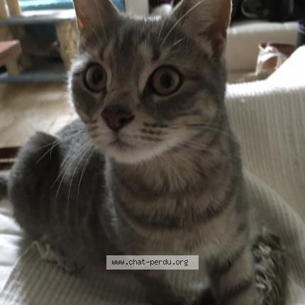Photo 1/1 Chat retrouvé Trouvé à Les clayes