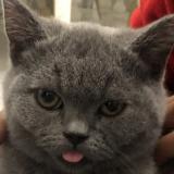 Photo de chat perdu à Grigny