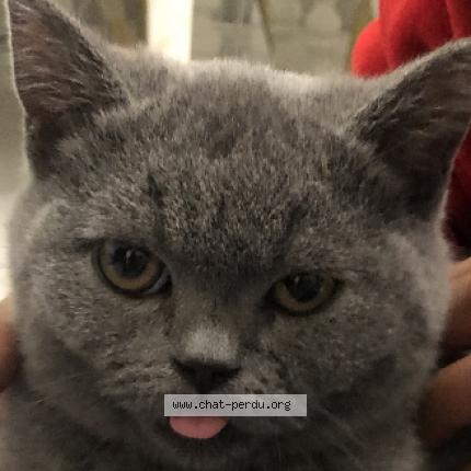 Photo 1/1 Chat retrouvé Perdu à Grigny