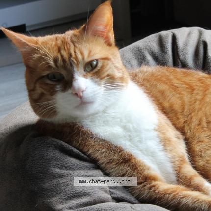Photo de chat perdu à Yerres