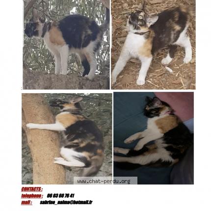 Photo de chat perdu à Bezons