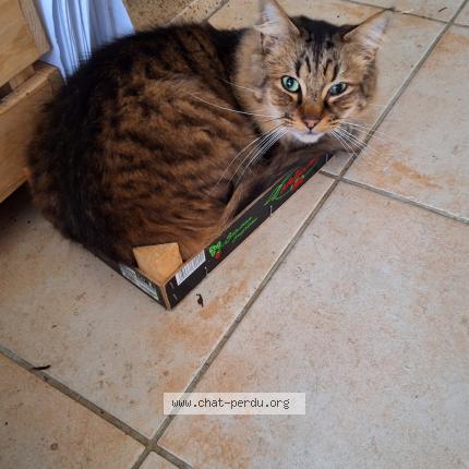 Photo 1/1 Chat retrouvé Perdu à Saint Omer De Blain