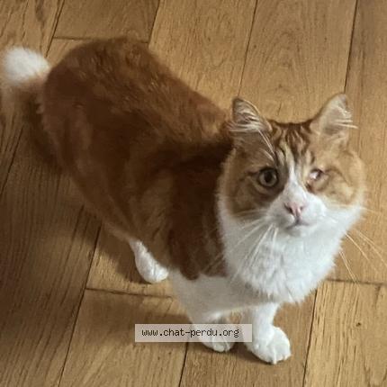 Photo 1/2 Chat retrouvé Perdu à Pordic