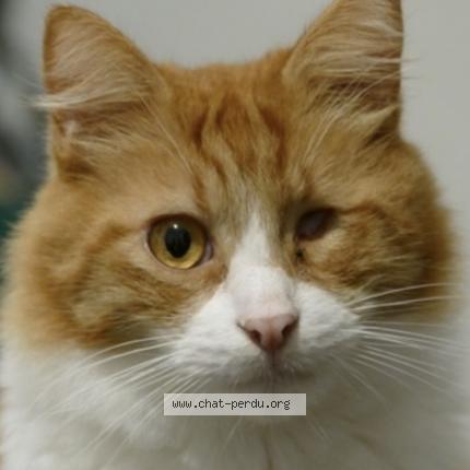Photo 2/2 Chat retrouvé Perdu à Pordic