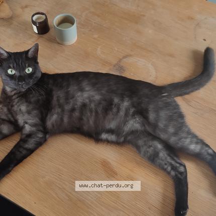 Photo de chat perdu à Ambares Et Lagrave