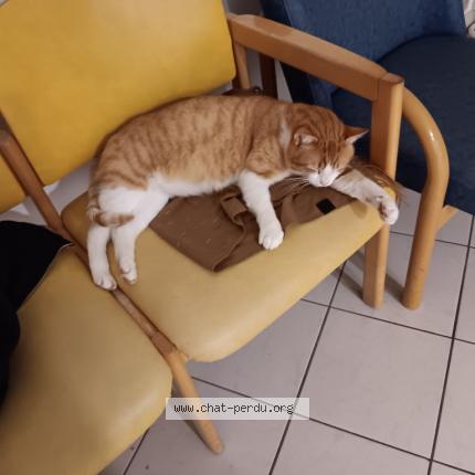 Photo 1/1 Chat retrouvé Perdu à Bretignolles