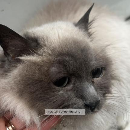 Photo de chat trouvé à Paris