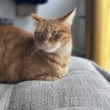 Photo de chat perdu à Maurecourt