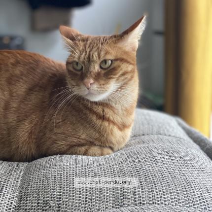 Photo 1/1 Chat retrouvé Perdu à Maurecourt