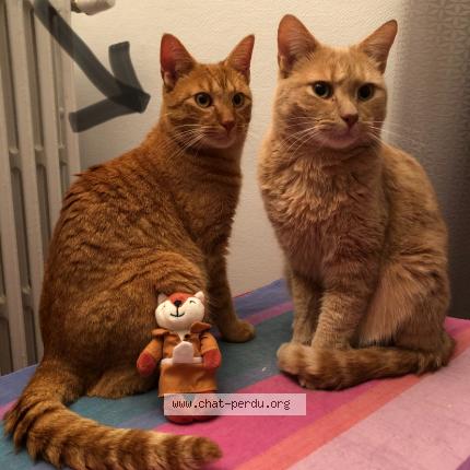 Photo de chat perdu à Dole