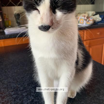 Photo de chat perdu à Villeuneuve Sur Lot