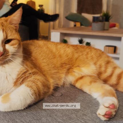 Photo 1/1 Hermès Chat perdu à Saint pavace