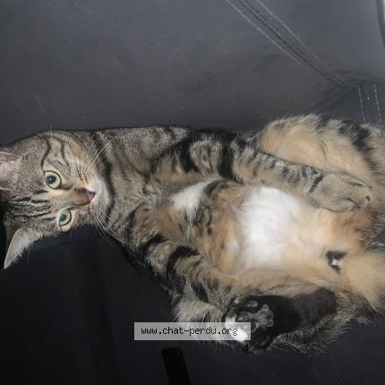 Photo 1/1 Sega Chat perdu à Marseille