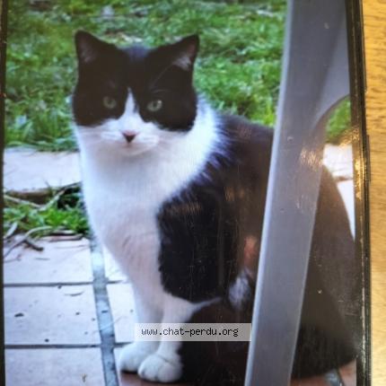 Photo de chat perdu à Toulouse