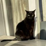 Photo de chat perdu à Beligneux