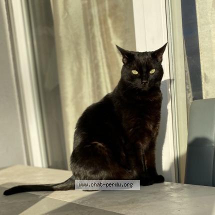 Photo 1/1 Chat retrouvé Perdu à Beligneux