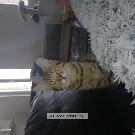 Photo de chat perdu à Coutras