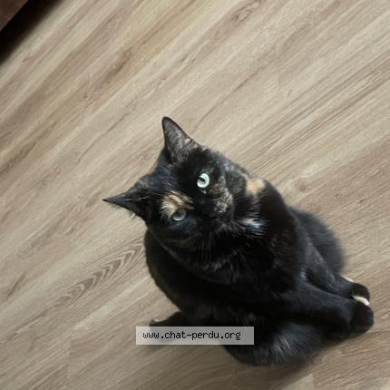 Photo de chat perdu à Lys Lez Lannoy