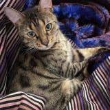 Photo de chat perdu à Saint Germain En Laye