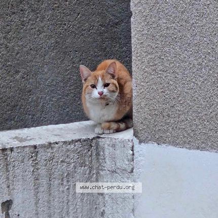 Photo de chat trouvé à Mende