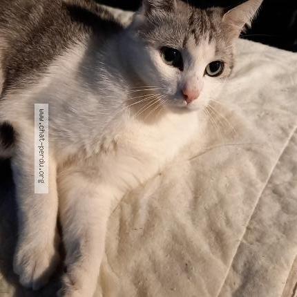 Photo 1/2 Chat retrouvé Perdu à Sannois