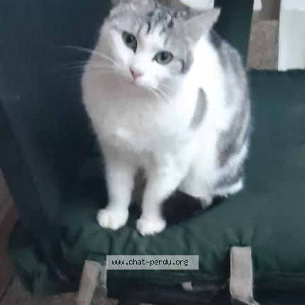 Photo 2/2 Chat retrouvé Perdu à Sannois