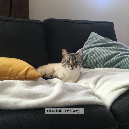 Photo de chat perdu à Dijon