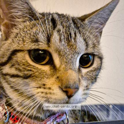 Photo de chat trouvé à Nancy
