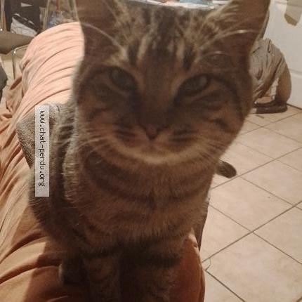 Photo de chat perdu à Lamothe Haute