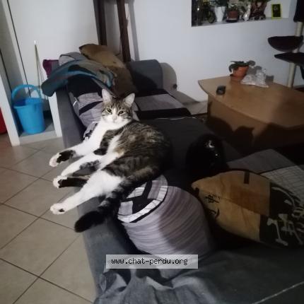 Photo de chat perdu à Borderes Sur L Echez
