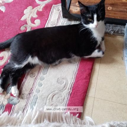 Photo 1/1 Chat retrouvé Perdu à Herouville St St Clair