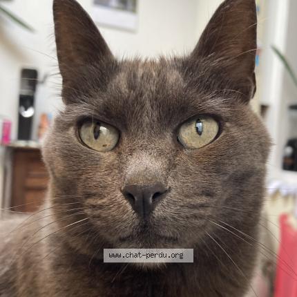 Photo 1/1 Chat retrouvé Perdu à Montreuil