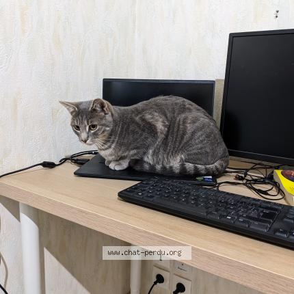 Photo 1/1 Chat retrouvé Perdu à Angers