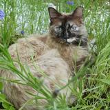 Photo de chat perdu à St Genis Pouilly