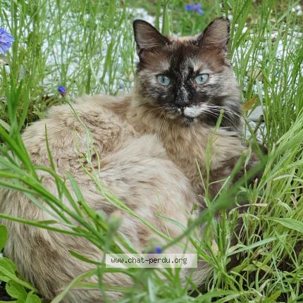 Photo 1/1 Chat retrouvé Perdu à St genis pouilly