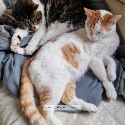 Photo de chat perdu à Hem