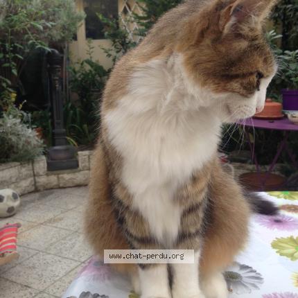 Photo 1/1 Chat retrouvé Perdu à Angers