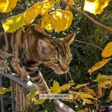Photo de chat perdu à La Ravoire