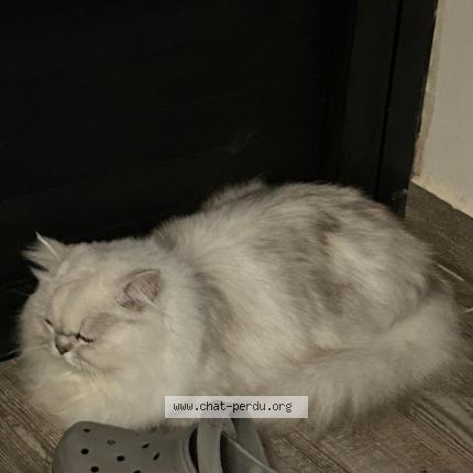 Photo 1/1 Kinder Chat perdu à Sainte clotilde