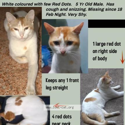 Photo 1/1 White Chat perdu à Mumbai