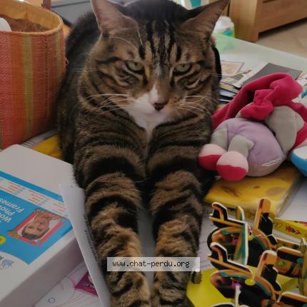 Photo de chat perdu à La Farlede
