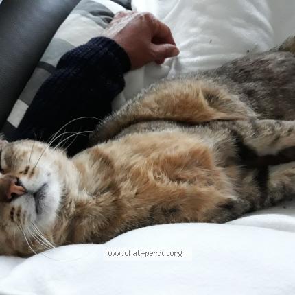 Photo de chat perdu à Plougastel Daoulas