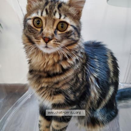 Photo 1/1 Chat retrouvé Perdu à Marseille