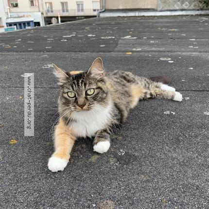 Photo 1/1 Chat retrouvé Perdu à Saint Nazaire