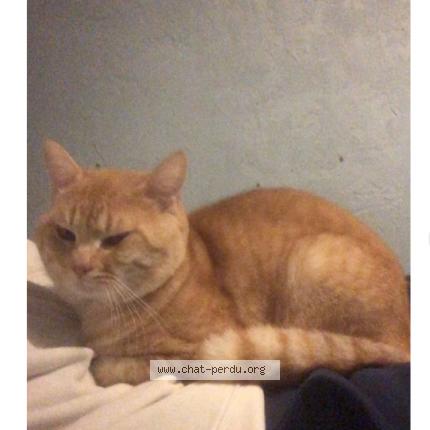 Photo de chat perdu à Saint Jeans De Vedas
