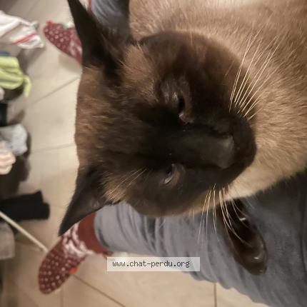 Photo de chat trouvé à Lyon