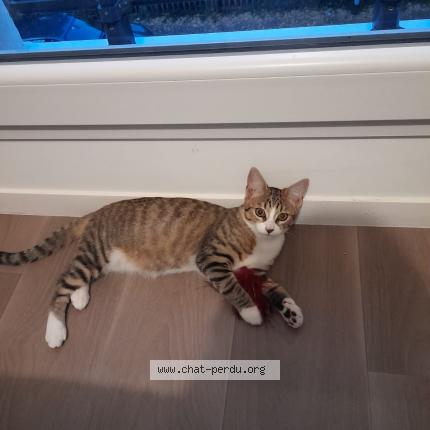 Photo de chat perdu à Montigny Sur Loing