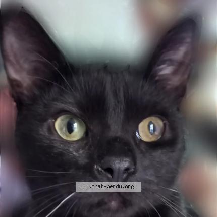 Photo de chat perdu à Drancy