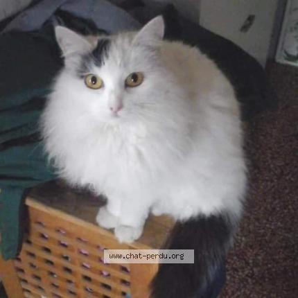 Photo de chat perdu à Saint Bonnet De Mure