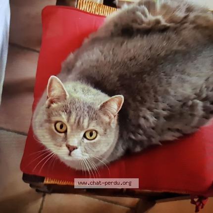 Photo de chat perdu à Boissise La Bertrand